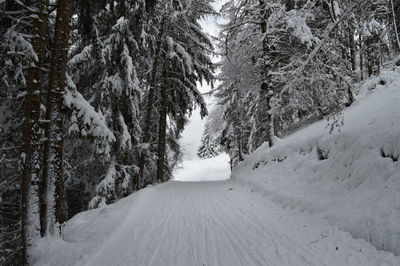 Trees on snow covered landscape