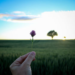 Close-up of hand holding flower in field