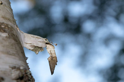 Close-up of strand of birch bark.