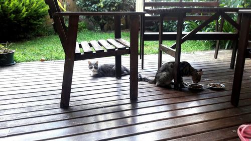 Dog sitting on bench at park