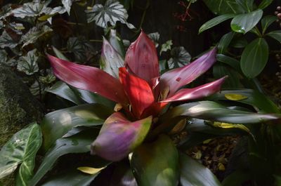 Close-up of day lily plant