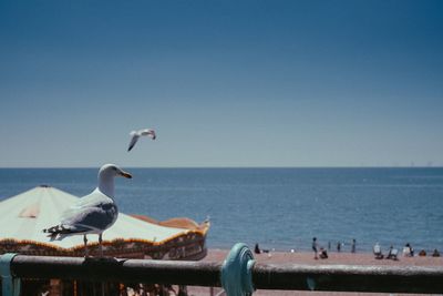 Seagulls perching on a sea against clear sky