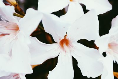 Close-up of white flowers blooming outdoors