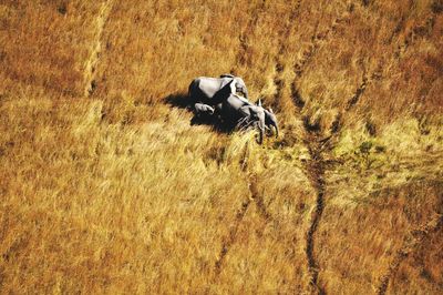 Aerial view of elephant family on grassy field during sunny day