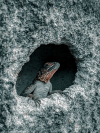 Close-up of turtle on rock