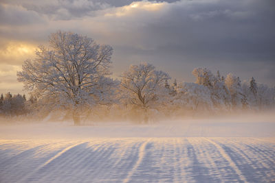 Bare trees on snow covered land against sky during sunset