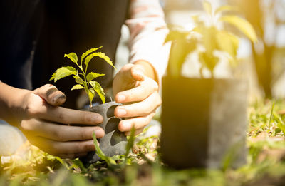 Cropped image of hand holding flowering plant