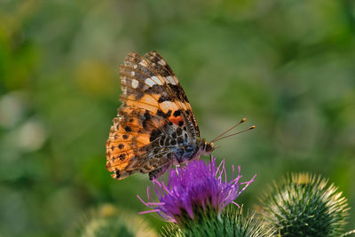 Close-up of butterfly pollinating on purple flower