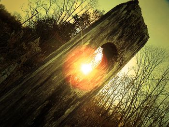 Low angle view of tree against sunset