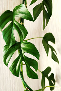 Close-up of potted plant leaves against wall