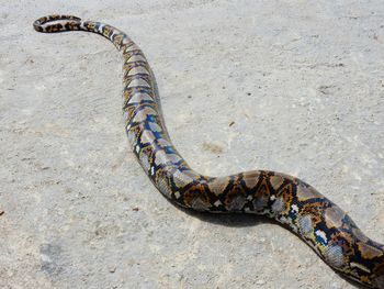 High angle view of snake on ground