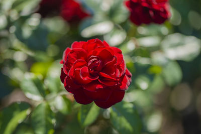 Close-up of red rose