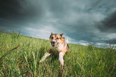 Dog running on grassy field against sky