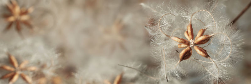 Close-up of dandelion on plant