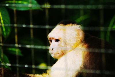 Close-up of monkey at zoo
