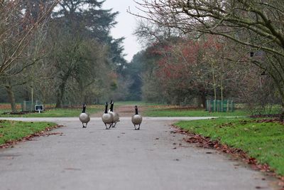 View of birds on the road