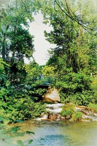 Plants growing by river in forest