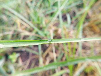 Close-up of grass