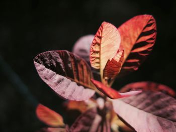 Close-up of fresh red flowers