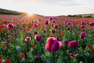 Close-up of flowering plants on field