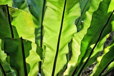 green