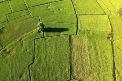 Full frame shot of green leaf on land