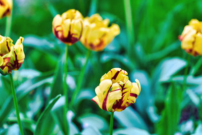 Close-up of yellow flowering plant in park