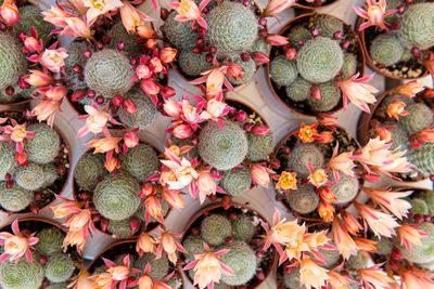 Top view of flowering cactus house plants. cactus plants background.