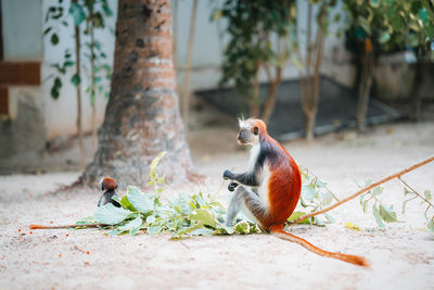 Close-up of monkey on tree