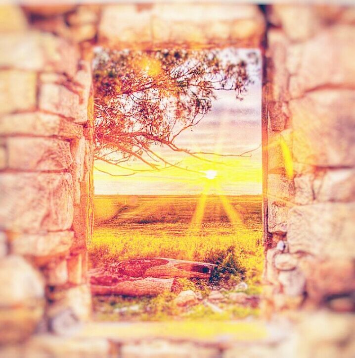 built structure, architecture, wall - building feature, building exterior, window, selective focus, plant, close-up, house, growth, nature, no people, day, tree, abandoned, wall, outdoors, brick wall, dry, damaged