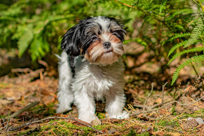 Portrait of dog on field