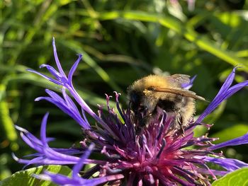 Close-up of bee pollinating on purple flower