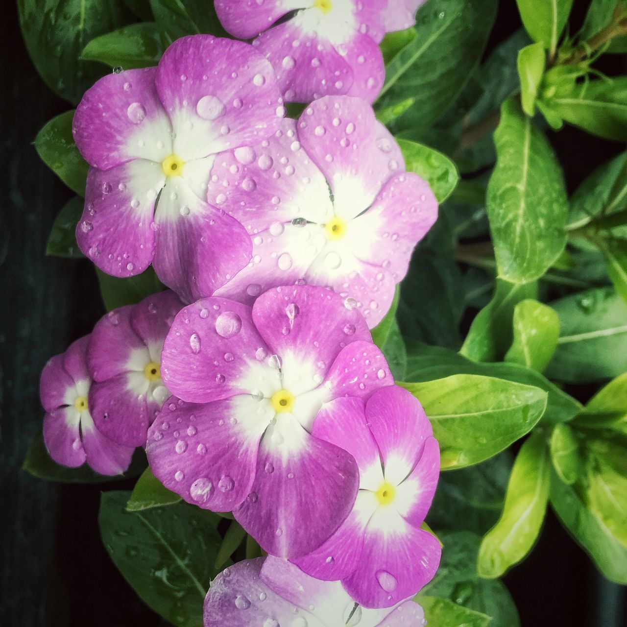 flower, freshness, petal, fragility, flower head, beauty in nature, growth, drop, water, close-up, nature, blooming, wet, purple, pink color, plant, leaf, in bloom, high angle view, pollen