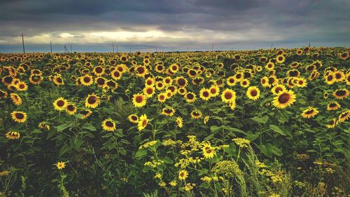 Scenic view of sunflower field against sky