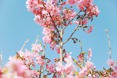 Low angle view of pink cherry blossoms against clear blue sky