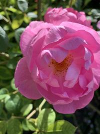 Close-up of pink rose