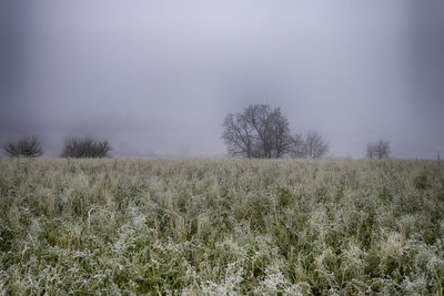 Scenic view of field against sky during winter