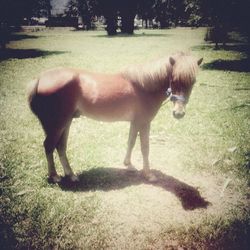 View of a horse on field