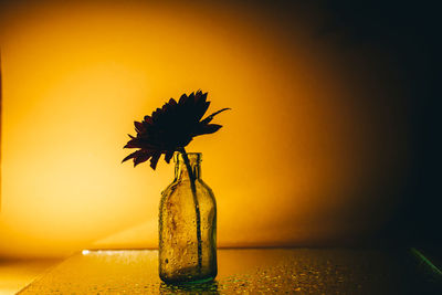 Close-up of yellow flower in vase