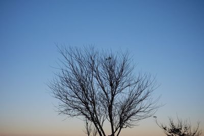 Low angle view of bare tree against clear blue sky