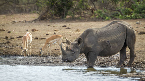 Rhinoceros and deer at lakeshore