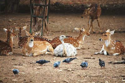 Axis deer relaxing by birds on field at national park