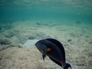 Beautiful tropical fish, marsa alam, egypt