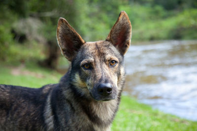 Portrait of dog looking away