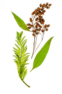 Close-up of fresh green leaves against white background