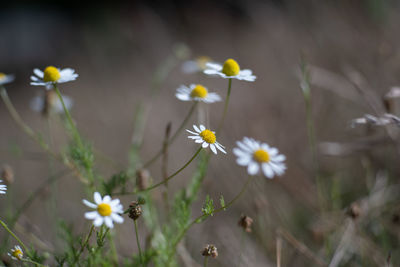 Close-up of white daisy flowers