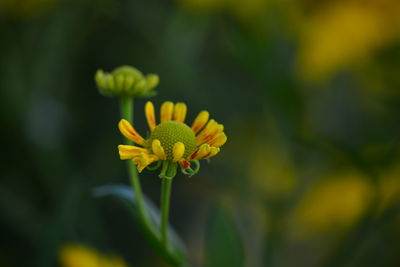 Close-up of yellow flowering plant