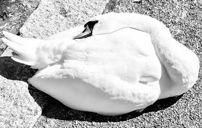 High angle view of swan