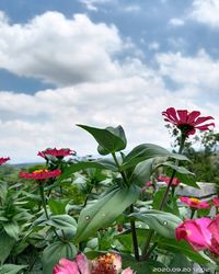 Close-up of flowering plant against cloudy sky