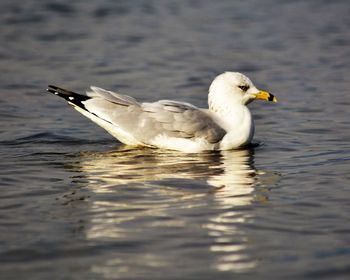 Close-up of seagull swimming in lake